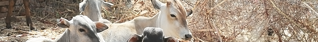 environment improvement